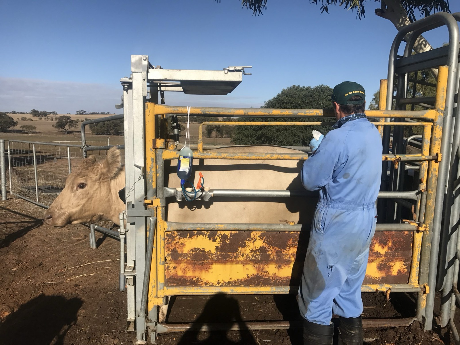 Cattle yards on Mungatta at Wongan Hills