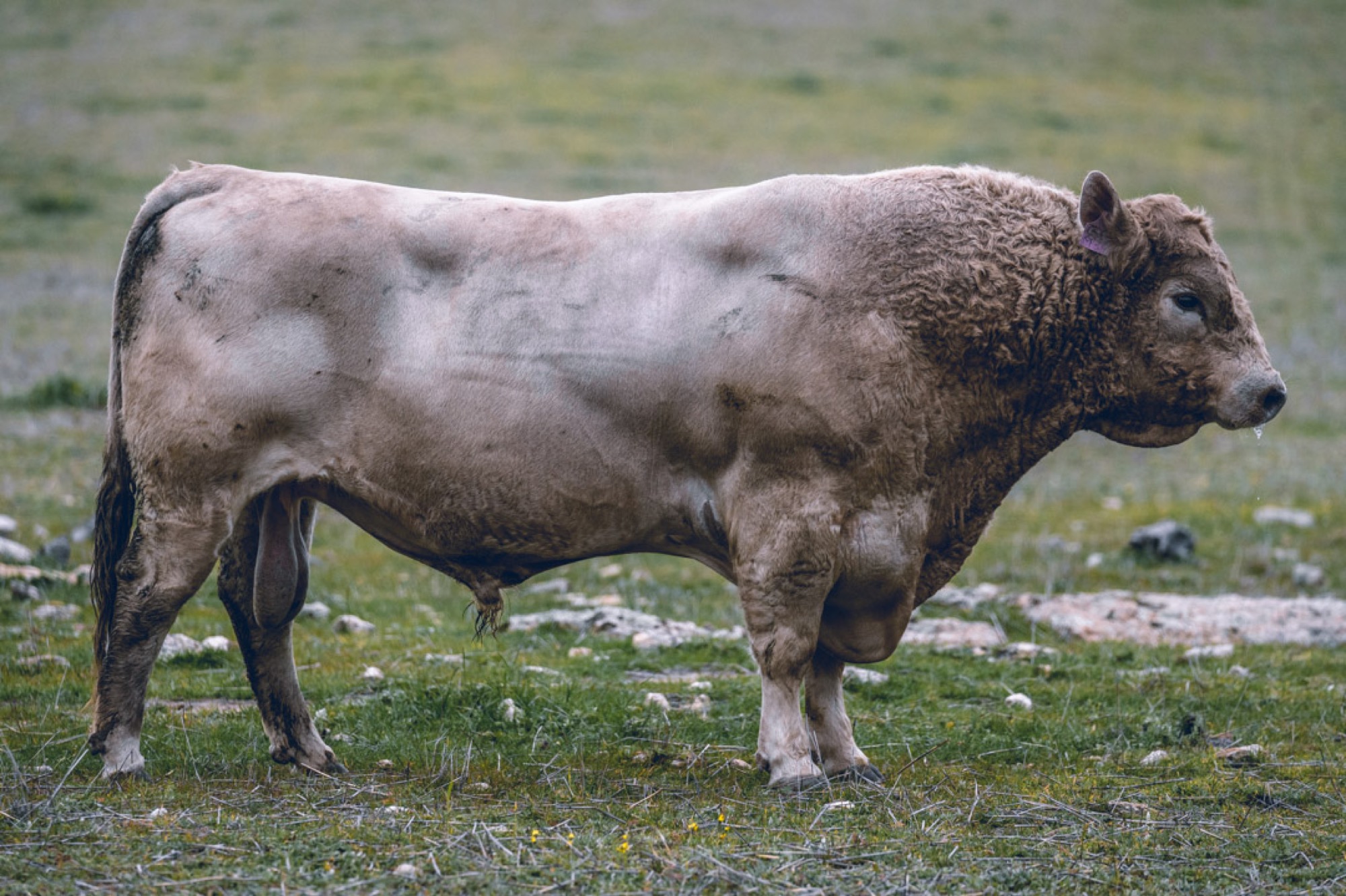 A Murray Grey bull standing in profile
