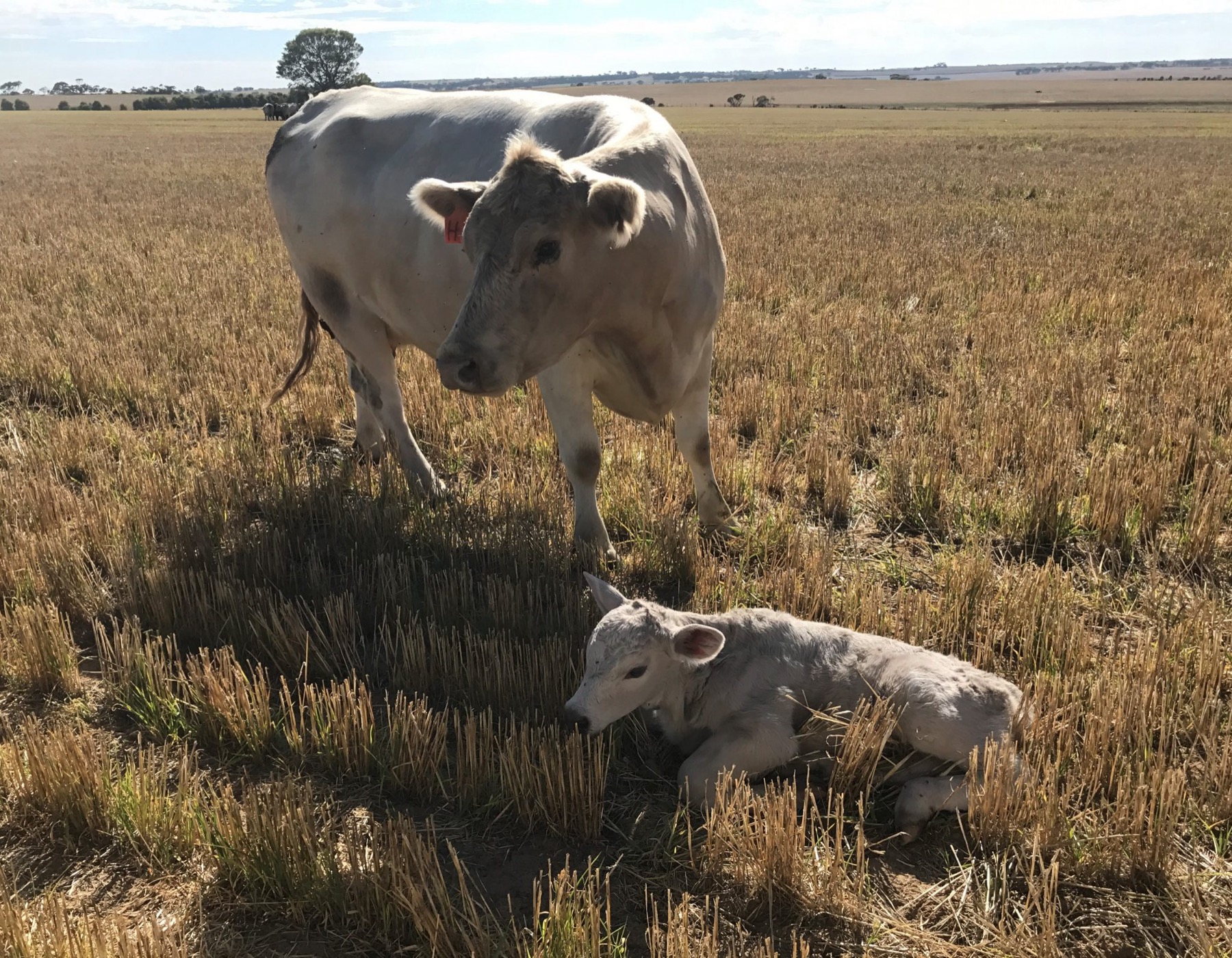 A Murray Grey calf in a wheatbelt paddock