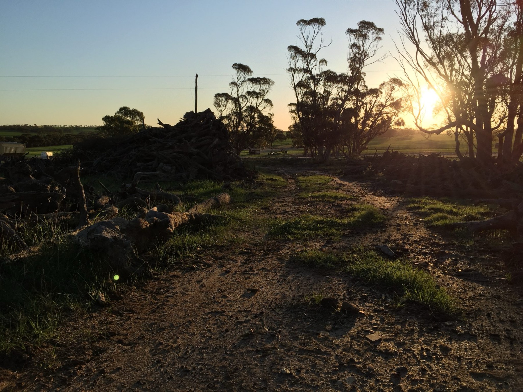 Sunset through gum trees over wheatbelt paddocks at Wongan Hills