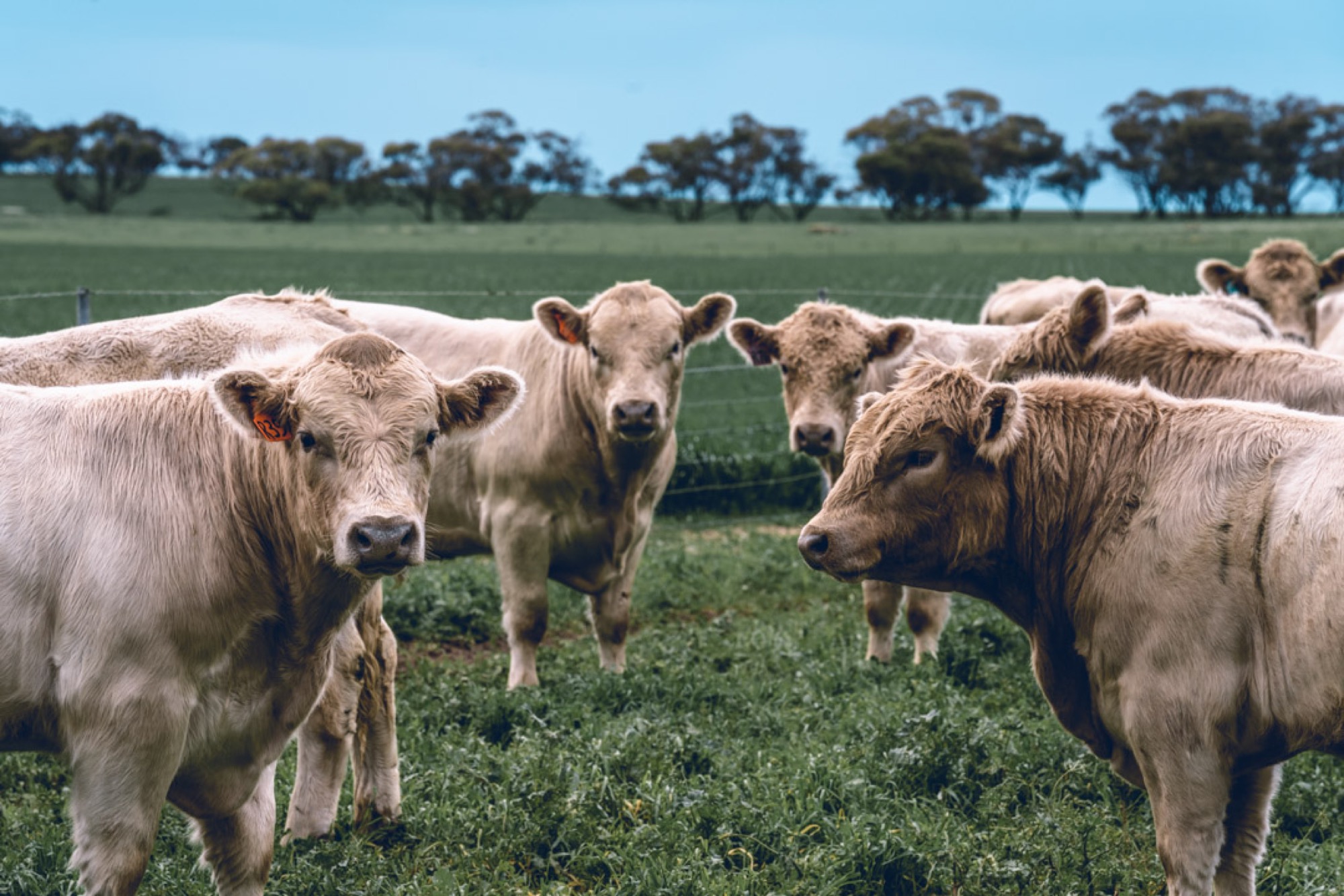 Silver Murray Grey cattle in a green paddock with a line of gum trees on the horizon