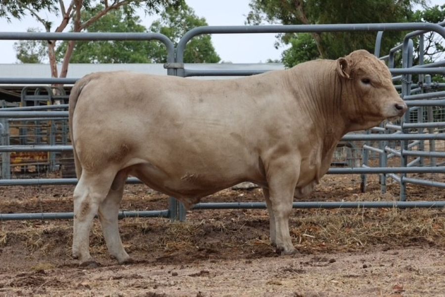 Mungatta Yerevan V22 V22, a Murray Grey bull