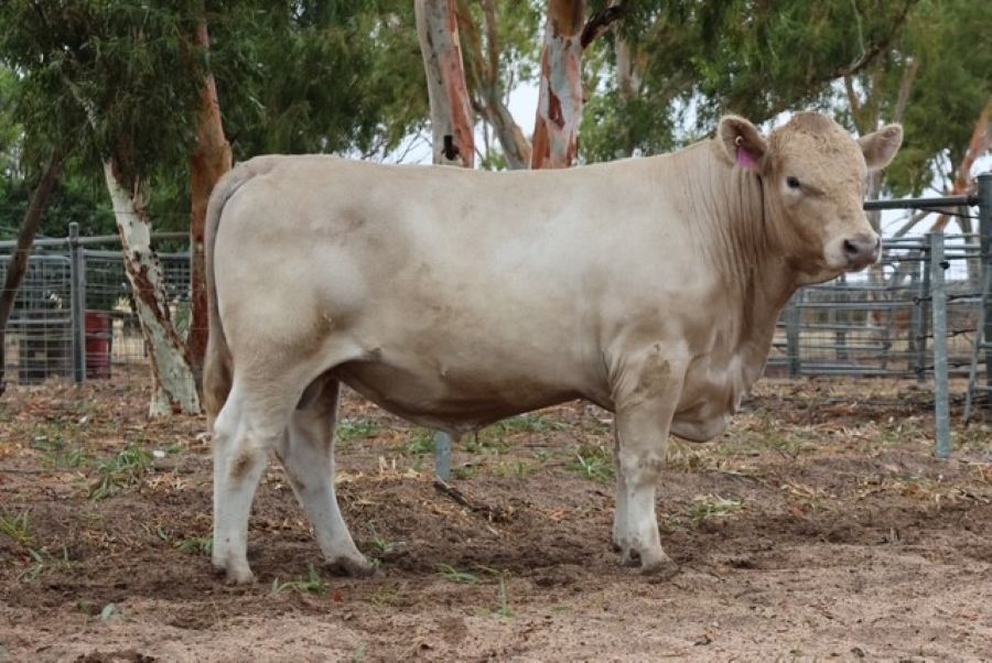 Mungatta Yosemite V34 V34, a Murray Grey bull