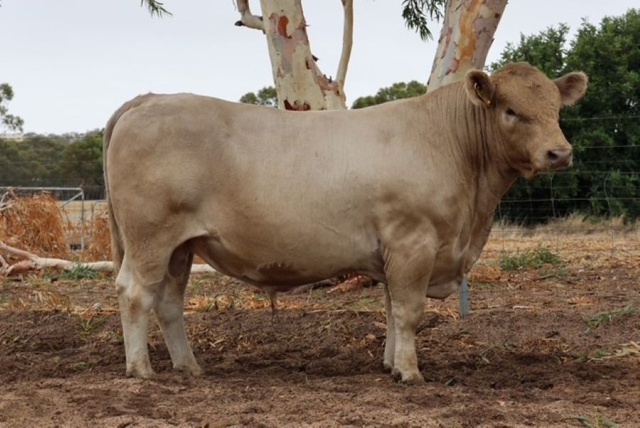 Mungatta Yunay V10 V10, a Murray Grey bull