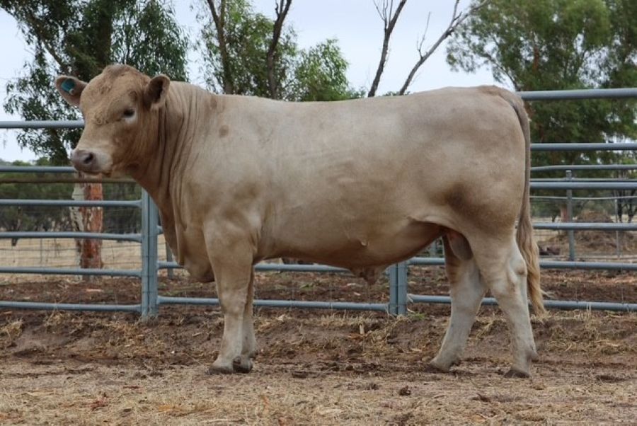 Mungatta Yangon V81 V81, a Murray Grey bull