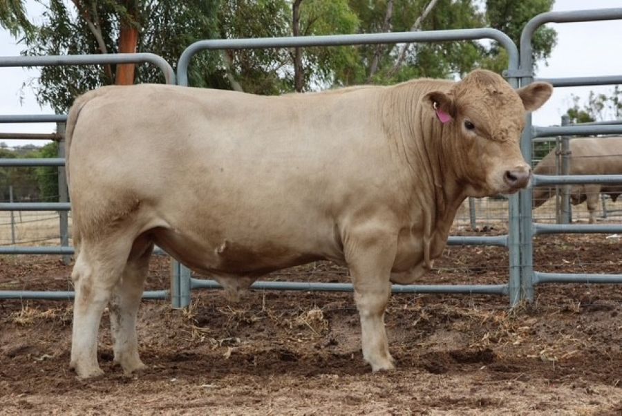 Mungatta Yanis V50 V50, a Murray Grey bull