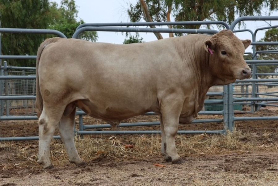 Mungatta Yousef V30 V30, a Murray Grey bull