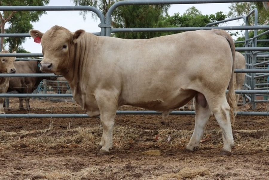 Mungatta Yoritomo V113 V113, a Murray Grey bull