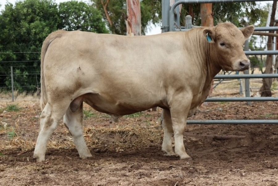 Mungatta Young Fu V93 V93, a Murray Grey bull