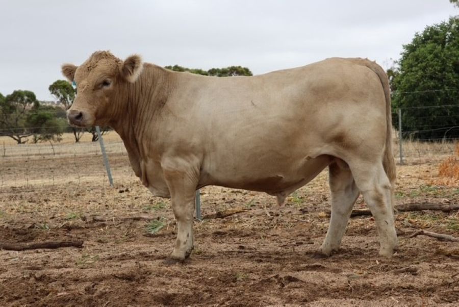 Mungatta Yisrael V5 V5, a Murray Grey bull