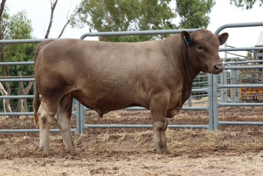 Mungatta Yasha V100 V100, a Murray Grey bull
