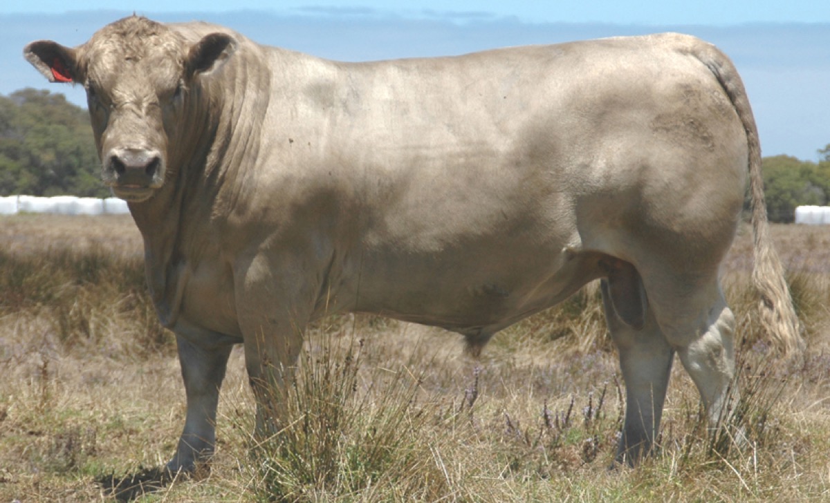 Monterey Elegant Lad E265, a silver Murray Grey bull, standing side-on in dry paddock
