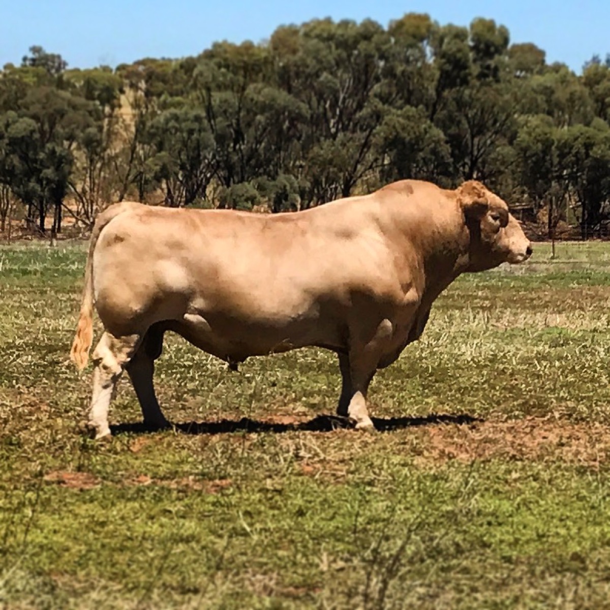 Mungatta Megawatt H79, a silver Murray Grey bull in green pasture