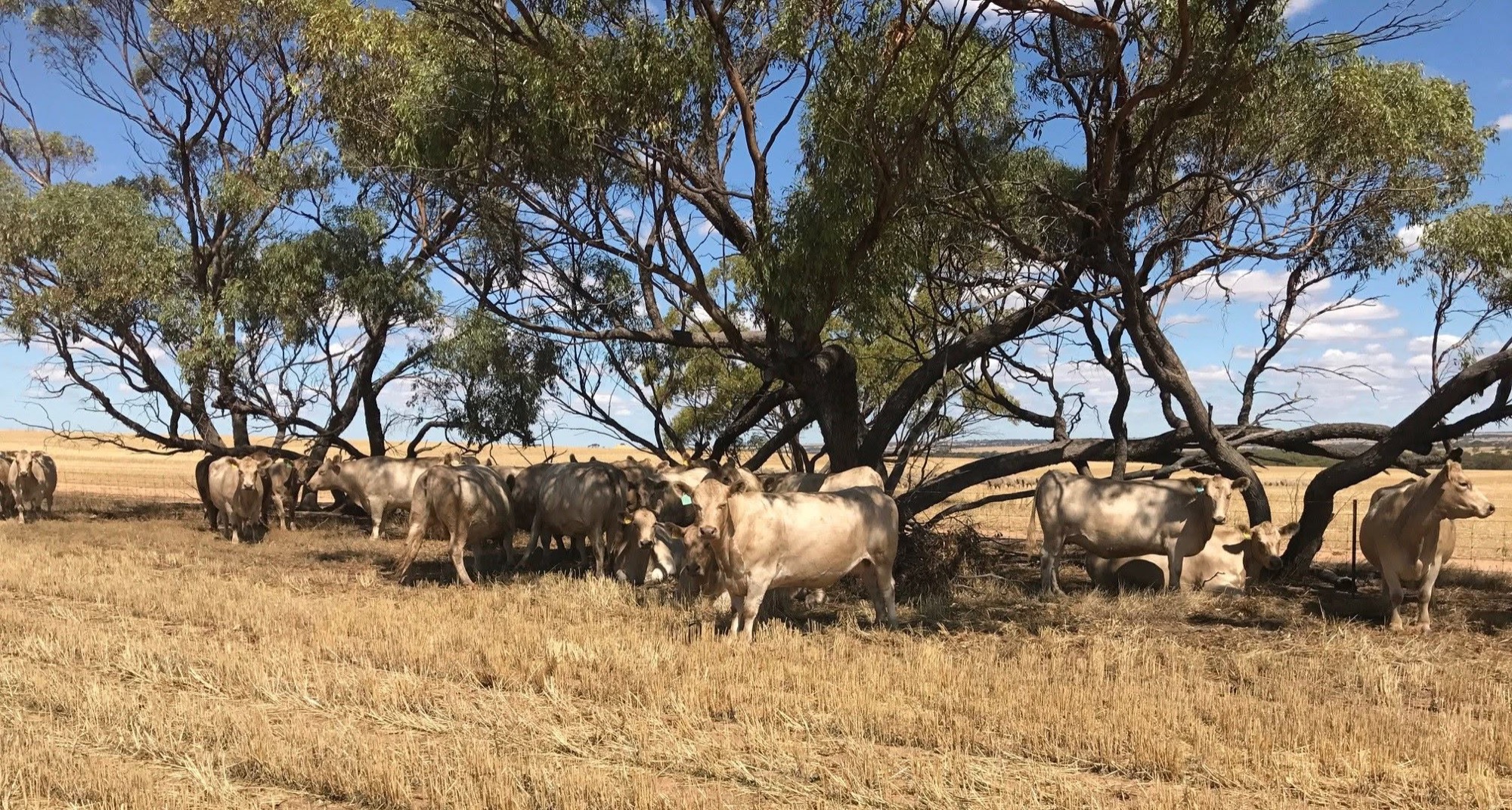 Murray Grey cattle sheltering under gum trees in a stubble paddock through a dry wheatbelt summer